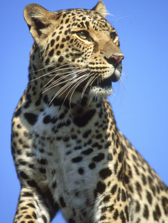 Asian Leopard, Endangered, Panthera Pardus Asia by Brian Kenney Pricing Limited Edition Print image