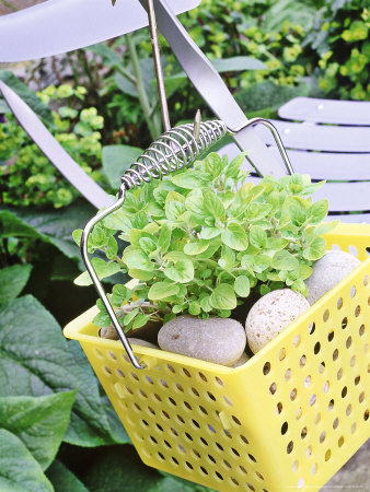 Golden Marjoram Growing In Yelow Plastic Household Storage Basket, Pebbles On Soil by Linda Burgess Pricing Limited Edition Print image