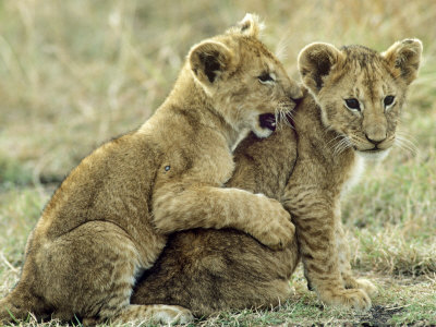 African Lion, Cubs Playing, Kenya by David W. Breed Pricing Limited Edition Print image