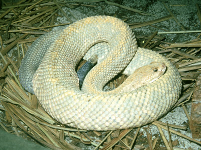 Aruba Island Rattlesnake, Endangered Species by James H. Robinson Pricing Limited Edition Print image