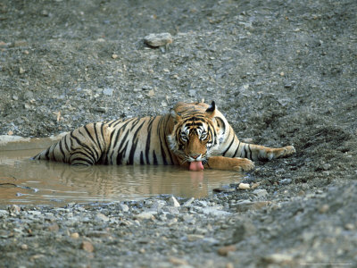Tiger, Drinking In Waterhole, India by Vivek Sinha Pricing Limited Edition Print image
