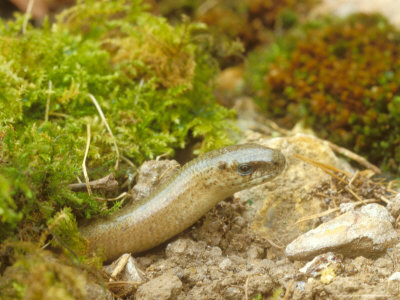 Slow Worm, Anguis Fragilis by David Boag Pricing Limited Edition Print image