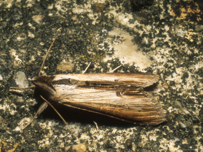 Starwort Shark Moth, Imago, Gibralter Point, Uk by David Fox Pricing Limited Edition Print image