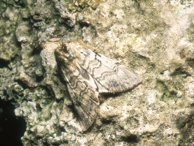 Red-Green Carpet Moth, Imago At Rest, Nottinghamshire, Uk by David Fox Pricing Limited Edition Print image