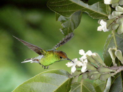 Coppery-Headed Emerald Hummingbird At Flowers Of The Tree Quararibea Costaricensis, Costa Rica by Michael Fogden Pricing Limited Edition Print image
