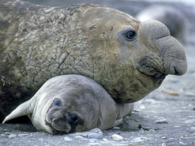 Southern Elephant Seal, With Young by Patricio Robles Gil Pricing Limited Edition Print image