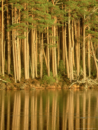 Scots Pine, Pinus Sylvestris Trunks And Reflection, Jan C Airngorms National Park, Scotland by Mark Hamblin Pricing Limited Edition Print image