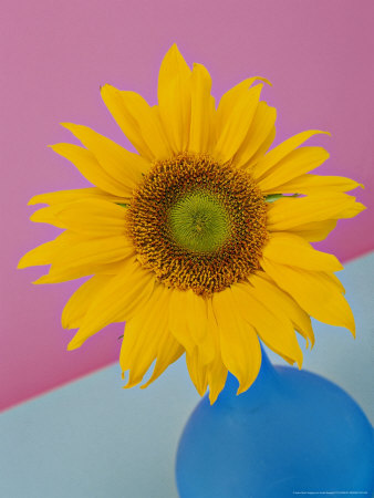 Summer Arrangement, Gerbera (Pink) In Orange Vase, Blue/Pink Background by Linda Burgess Pricing Limited Edition Print image