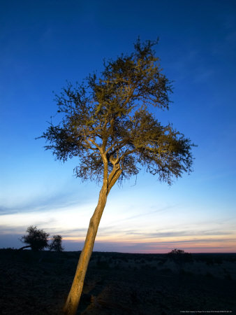 Shepards Tree At Twilight, Mashatu Game Reserve, Botswana by Roger De La Harpe Pricing Limited Edition Print image