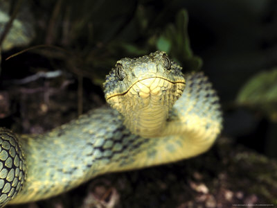 Green African Bush Viper by Brian Kenney Pricing Limited Edition Print image