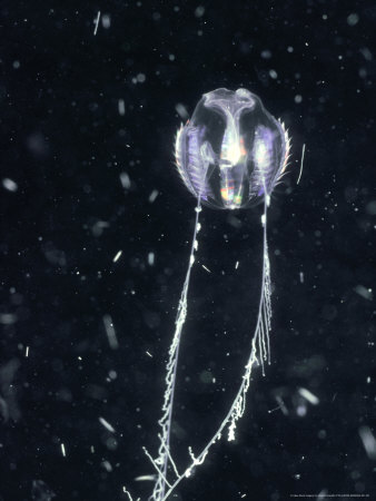 Sea Gooseberry, Fishing With Tentacles, Australia by Oxford Scientific Pricing Limited Edition Print image