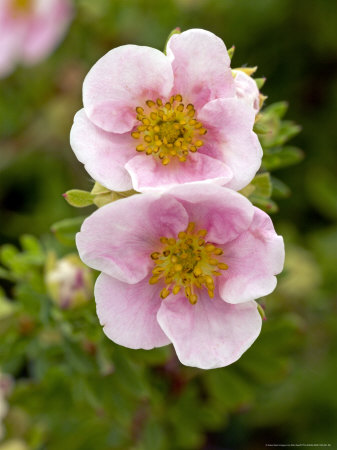 Pink Queen, Potentilla Fruticosa by Kidd Geoff Pricing Limited Edition Print image