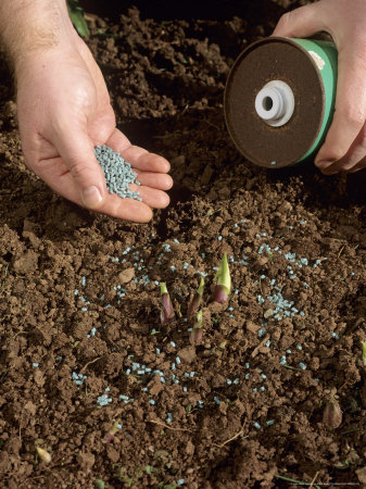 Placing Slug Pellets Around The Shoots Of Herbaceous Plants by Geoff Kidd Pricing Limited Edition Print image