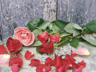 Red Roses (Cut) & Petals by Linda Burgess Pricing Limited Edition Print image