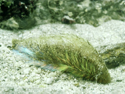 Sea Mouse, Devon, Uk by Oxford Scientific Pricing Limited Edition Print image