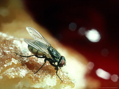 Housefly On Doughnut, Uk by Oxford Scientific Pricing Limited Edition Print image