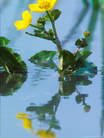 Marsh Marigold, Caltha Palustris by David Boag Pricing Limited Edition Print image