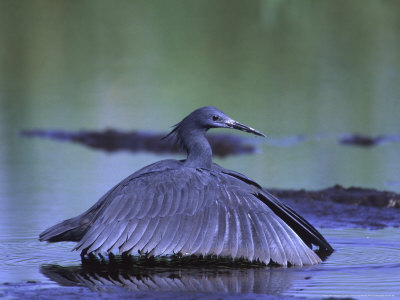 Black Egret, Botswana by Chris And Monique Fallows Pricing Limited Edition Print image