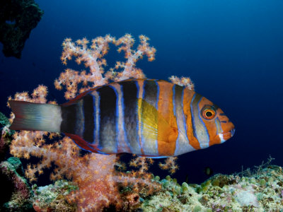 Harlequin Tuskfish, Australia by David B. Fleetham Pricing Limited Edition Print image