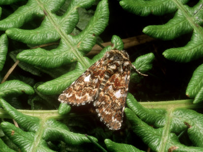 Beautiful Yellow Underwing, Imago At Rest, Eakring, Uk by David Fox Pricing Limited Edition Print image