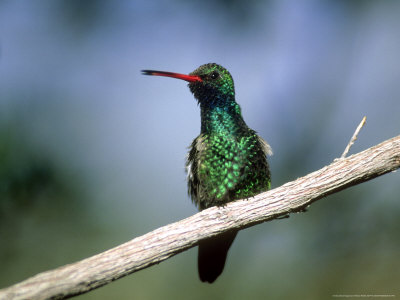 Broad-Billed Hummingbird, Captivity by Patricio Robles Gil Pricing Limited Edition Print image