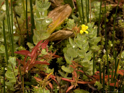 Hampshire Purslane, With Marsh St. Johns Wort, Uk by Bob Gibbons Pricing Limited Edition Print image