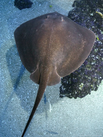 Hawaiian Stingray, Hawaii by David B. Fleetham Pricing Limited Edition Print image