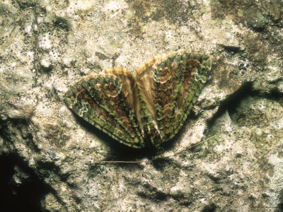 Yellow Horned Moth, Imago At Rest, Nottinghamshire, Uk by David Fox Pricing Limited Edition Print image