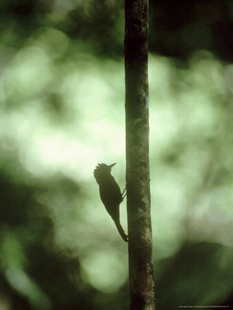 Tawny-Winged Woodcreeper, Silhouette, Mexico by Patricio Robles Gil Pricing Limited Edition Print image