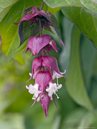 Himalayan Honeysuckle In Flower by Geoff Kidd Pricing Limited Edition Print image