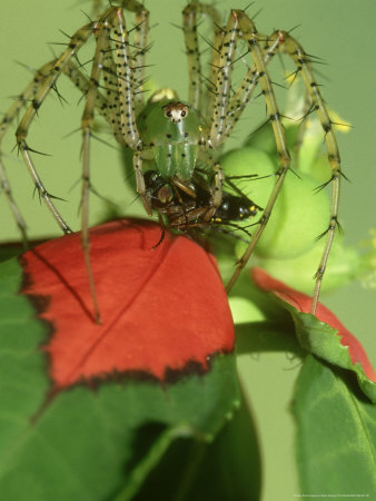 Green Lynx Spider, With Fly Prey, Usa by Brian Kenney Pricing Limited Edition Print image