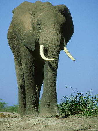 African Elephant, Bull, Kenya by Overseas Press Agency Pricing Limited Edition Print image