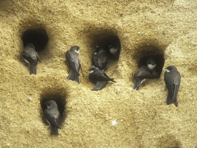Sand Martins At Nest Holes, Summer by David Boag Pricing Limited Edition Print image