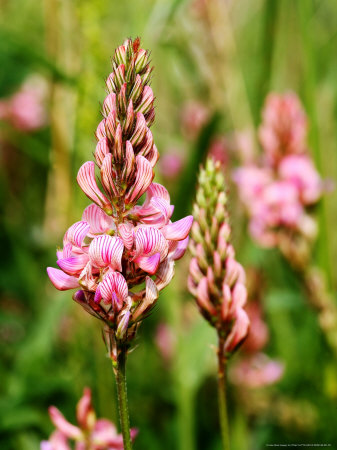 Sainfoin, West Berkshire, Uk by Philip Tull Pricing Limited Edition Print image