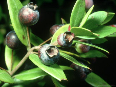 Myrtle In Fruit, Corfu by David Fox Pricing Limited Edition Print image