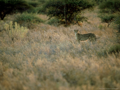 Cheetah, Single Standing, Botswana by Patricio Robles Gil Pricing Limited Edition Print image