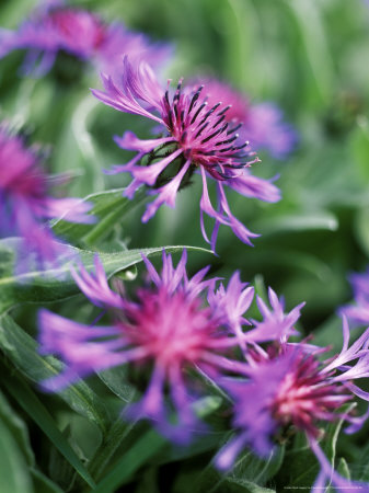 Blue Bottle, Cornflower by Pernilla Bergdahl Pricing Limited Edition Print image