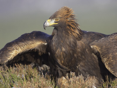 Golden Eagle, Adult, Scotland by Mark Hamblin Pricing Limited Edition Print image