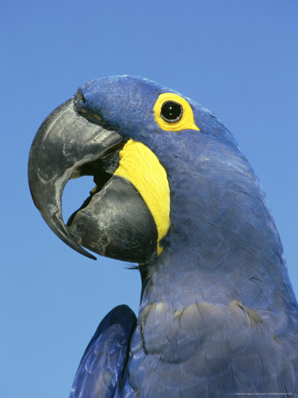 Hyacinth Macaw, Brazil by Brian Kenney Pricing Limited Edition Print image