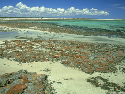 Stromatolites, Shark Bay World Heritage Centre, Australia by Michael Fogden Pricing Limited Edition Print image