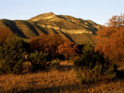 Pine Oak Forest, Mexico by Patricio Robles Gil Pricing Limited Edition Print image