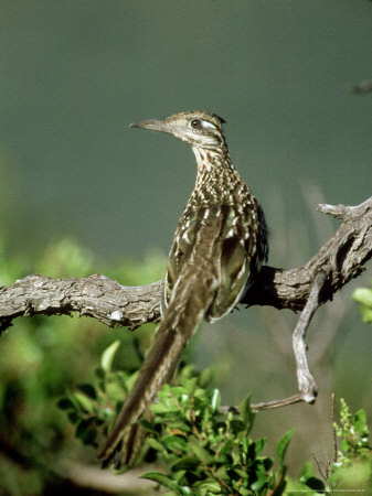 Greater Roadrunner, Sitting, Mexico by Patricio Robles Gil Pricing Limited Edition Print image