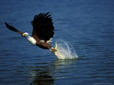 Fish Eagle Catching A Fish, Greater St. Lucia Wetland Park, South Africa by Roger De La Harpe Pricing Limited Edition Print image