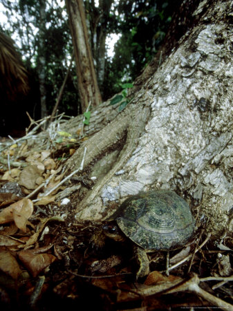 Furrowed Wood Turtle, Mexico by Patricio Robles Gil Pricing Limited Edition Print image