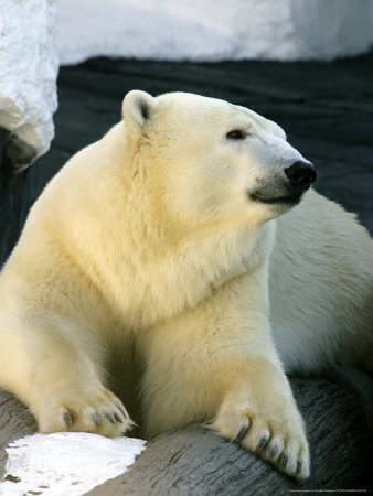 Polar Bear, Resting by David B. Fleetham Pricing Limited Edition Print image