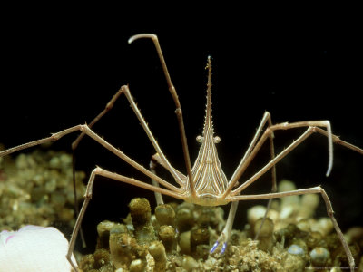 Arrow Crab, Florida by Brian Kenney Pricing Limited Edition Print image