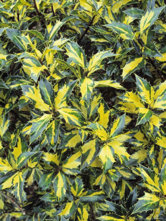 Ilex Aquifolium Myrtifolia Aurea Maculata by Geoff Kidd Pricing Limited Edition Print image