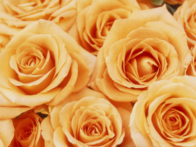 Rosa Sunset (Tea Rose), Orange Flowers by Linda Burgess Pricing Limited Edition Print image