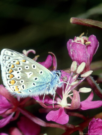 Common Blue, Male On Rosebay Willow Herb by Gordon Maclean Pricing Limited Edition Print image