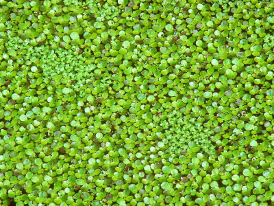 Duckweed, Summer by David Boag Pricing Limited Edition Print image